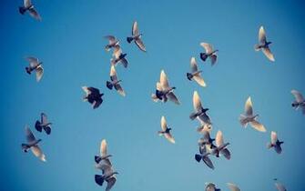 Wallpaper Group Of Flying Doves HD Animals