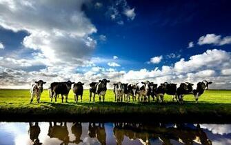 Cow Wallpaper