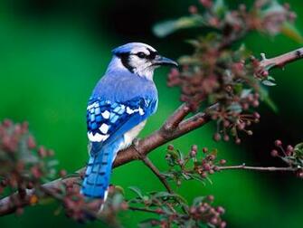 Blue Bird Wallpaper Share On What S App Image Photos