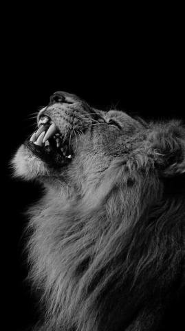 Phone Wallpaper Black And White Lion iPhone
