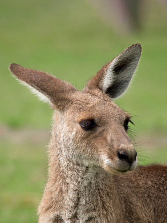 Kangaroo Image