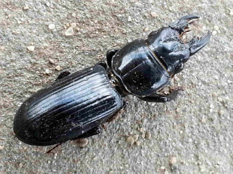 Ground Beetle Wallpaper