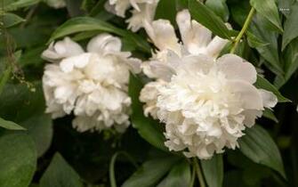 White Peonies Wallpaper Flower