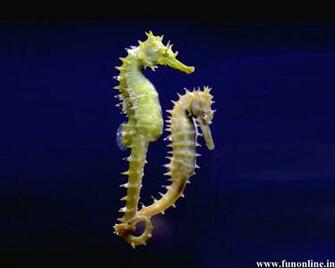 Seahorse Wallpaper