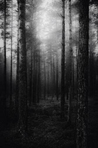 Amazing Awesome Background Black And White Forest Ghost Grunge