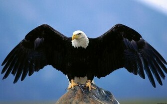 Vulture Animal World Series Wallpaper