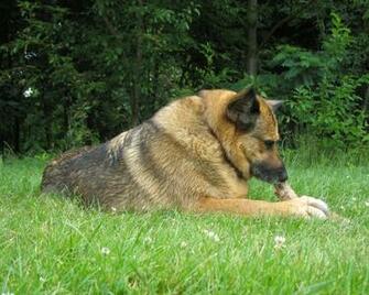 German Shepherd
