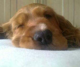 Puppy Wallpaper And Screensavers