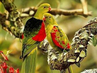 Birds Wallpaper Bird Image For Desktop Photos HD