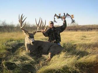 Mule Deer Wallpaper