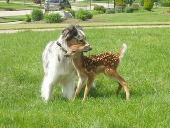 Category Animals HD Wallpaper Subcategory Dogs