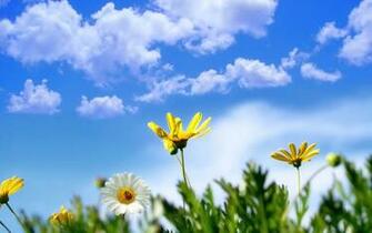 Spring Flowers Wallpaper