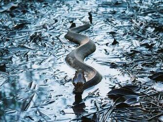 National Geographic Wallpaper Cottonmouth North Carolina