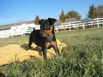 For Great Miniature Pinscher Merchandise Terrific Gifts Min Pin