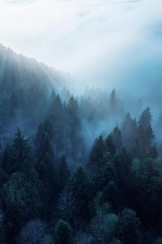 Blue Ambiance In The Forest Best Wallpaper Cool Background