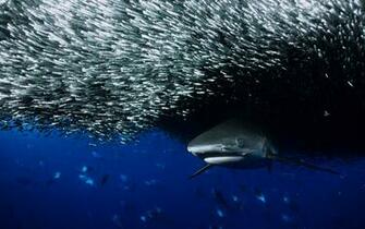 Shark In School Wallpaper Myspace Background