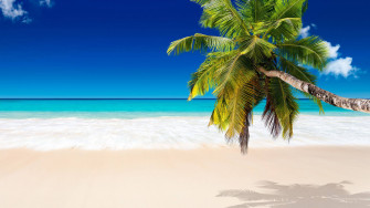 Coconut Tree Wallpaper