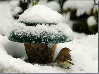 Winter Birds Feeding Wallpaper