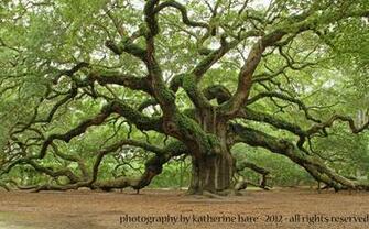 Angel Oak Tree Wallpaper X Net