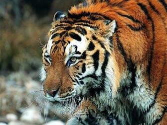 Image Gallary Beautiful Tigers Wallpaper Tiger For