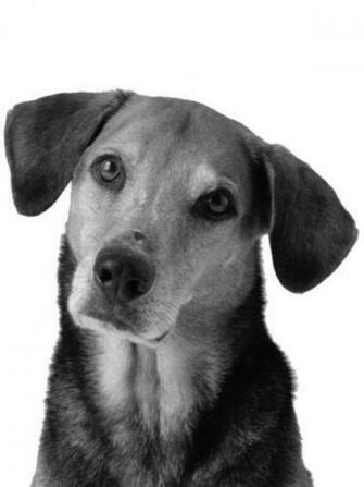Dog Hotlink For Embedding EreaderBackground Pets Bw Jpg