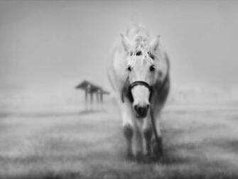 Black And White Horse Detail