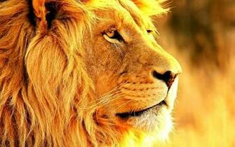 Desktop Lions Wallpaper HD Dowload 3d Picture Design