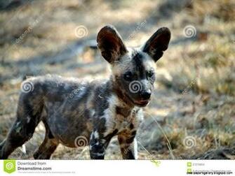 Baby Wild Dog Wallpaper Gallery