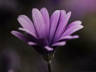 Floral Nature Landscape Purple Flower In Bloom Dark Background