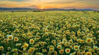 Wildflowers Wallpaper Smartphone