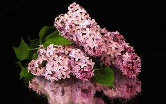 Organic Life Beautiful Flower Wallpaper High Quality