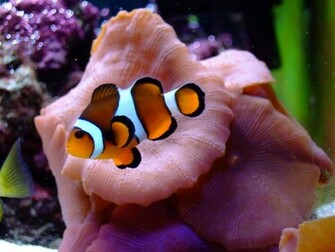 Clown Fish Wallpaper