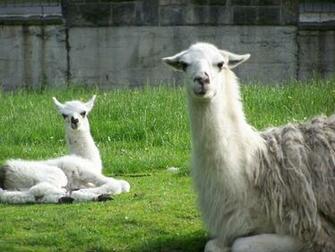 Llama Background