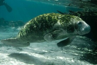 Manatee Wallpaper Size Amazingpict HD