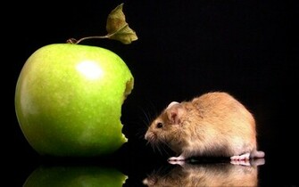 Funny Wallpaper 3d Desktop