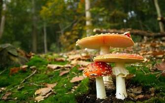 Mushrooms Wallpaper