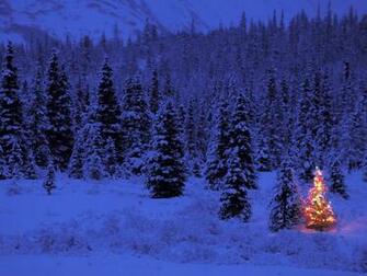 Snow Covered Pine Trees Beside Pre Lit Christmas Tree Taken During