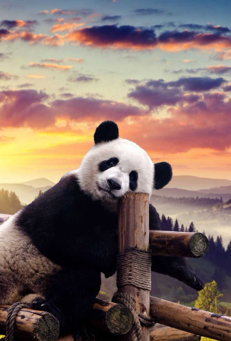 Panda Wallpaper