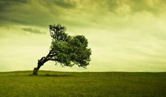 Tree Desktop Background