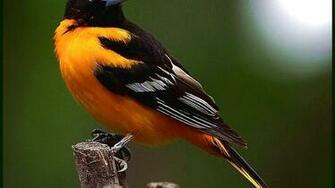 Baltimore Oriole Wallpaper Hq Desktop