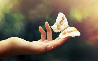 Cute Butterfly Wallpaper HD Pretty