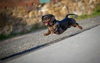 Dachshund Running Wallpaper Animal