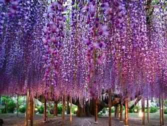 Wallpaper Wisteria Tree Is Extreem Beauty Of Nature