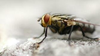 3d HD Fly Wallpaper