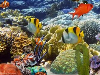 Aquarium Desktop Background Wallpaper Records