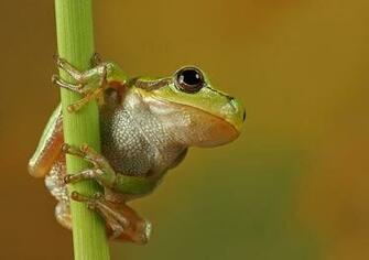 Cute Real Frog Wallpaper