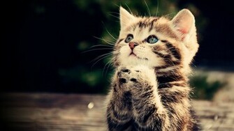Cute Animal Desktop Wallpaper