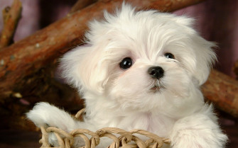 Dogs Wallpaper