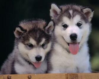 Google Skins Puppy Huskies Background
