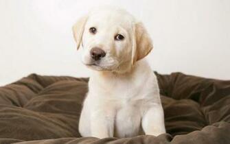 Golden Retriever Puppy Wallpaper